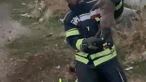 Elazığ'da Kurtarılan İki Yavru Köpek