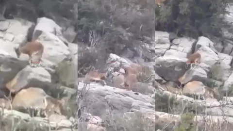 Gülnar’ın Sarp Kayalıklarında Görsel Şölen: Dağ Keçileri Objektiflere Yansıdı!