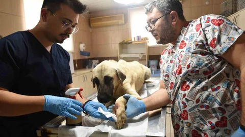 Kepez'de Saldırgan Köpek İhbarı