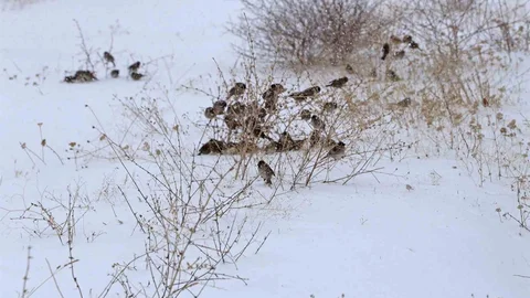 Bitlis'te Kuşları Zorlayan Kar Yağışı