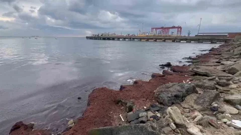 Tekirdağ Sahilinde Kırmızı Yosun Oluşumu