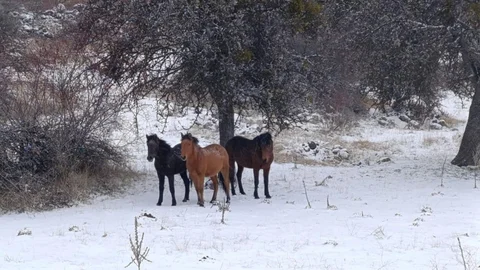 Beypazarı'nda Yılkı Atları Görüntülendi