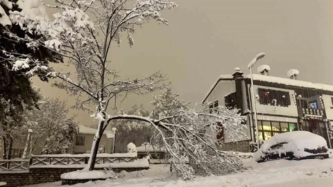 Karabük'te Ağaç Dalları Kırıldı