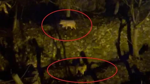 Diyarbakır'da Kurtların Köye İnişi