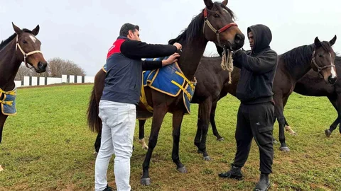 Kırklareli'nde Safkan Atların Aşılama Süreci Tamamlandı