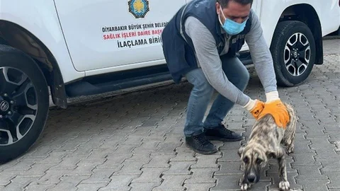Diyarbakır'da Hayvan Bakımevi İhbarları Artıyor