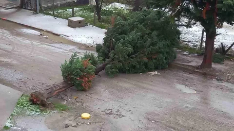 Türkeli'de Fırtına Ağaç Devrildi