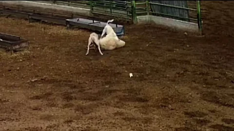 Konya'da Koyun Saldırıya Uğradı