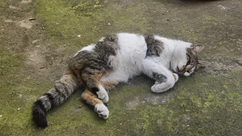 Kediyi Korkuluğa Saplandığı Yerden Kurtardılar