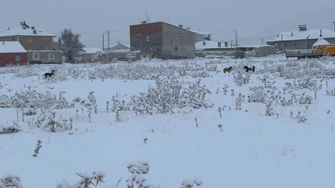 Diyadin'de Başıboş Köpek Sorunu