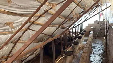 Karabük'te Kar Yağışı Ahır Çöktürdü