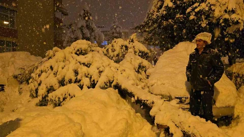 Karabük'te Çam Ağacı Devrildi