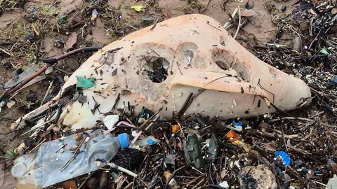 Dev Dalgalar Bartın'da Ölü Yunus Kalıntılarını Sürdü