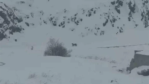 Iğdır'da Vaşaklar Köye İndi