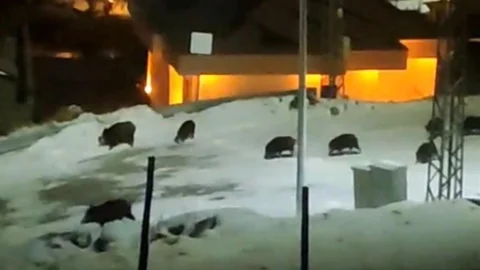 Kayseri'de Domuz Sürüsü Görüntülendi