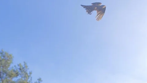 Çanakkale'de Yaralı Atmaca Doğaya Salındı