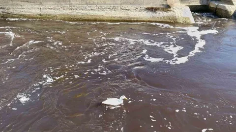 Göksu Nehri Kirlilik Sorunu Yeniden Gündemde