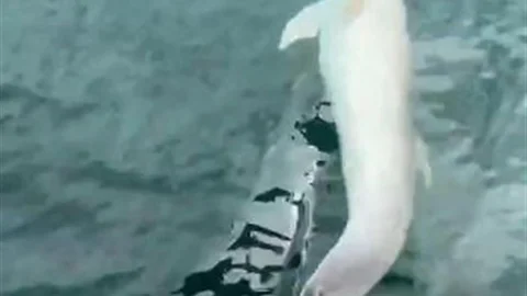 Tekirdağ Süleymanpaşa'da Yunus Eşliği