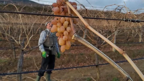 Manisa'da Çoban Üzümü Sevinci