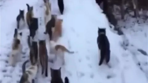 Erzincan'da Yürek Isıtan Kediler