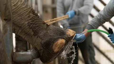 İzmir'de Fillerin Ayak Bakımı İle Sağlığı Korunuyor