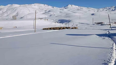Şırnak'ta Koyunlar İçin Yaylada Kaldılar