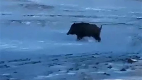 Domuz Kırklar Mahallesi'nde Görüldü