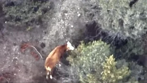 İneği Kaybolan Çiftçiye AFAD ve Jandarma Yardım Etti