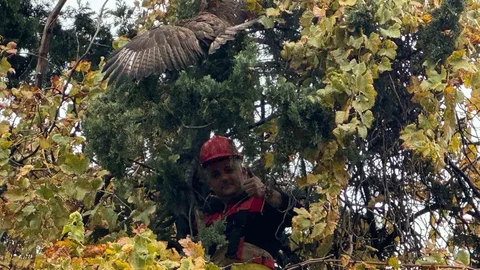 Hatay'da Mahsur Kalan Şahin Kurtarıldı