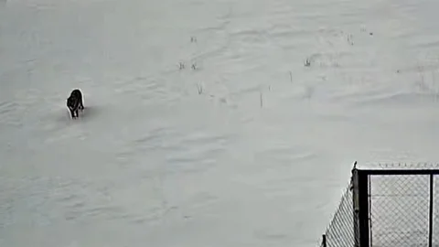 Tatvan'da Kurt Görüntülendi