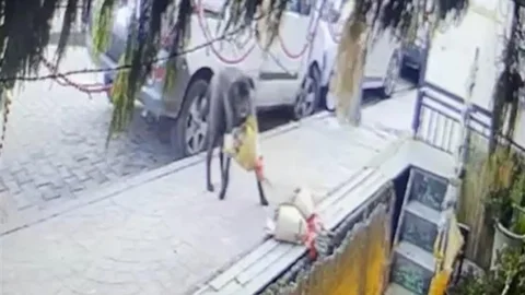 Kocaeli'de Sevimli Köpek Hırsızlık Yaptı