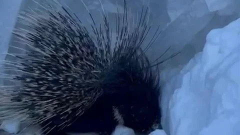 Yüksekova’da Nadir Bir Tür Görüntülendi