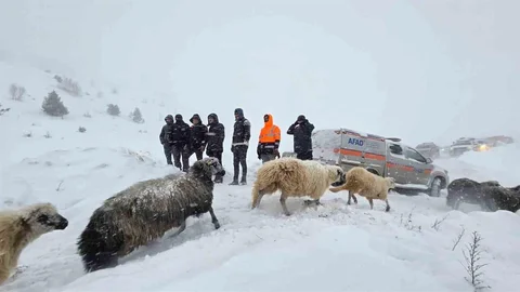 Artvin'de Çığ Altında Kalan Çobandan Biri Bulundu