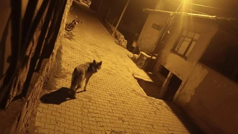 Beypazarı'nda Kurtlar Şehre İndi