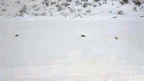 Çukurca'da Kurt Sürüsü Görüntülendi