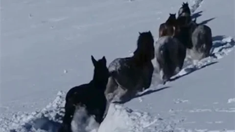 Bitlis'te Karda Mahsur Kalan Hayvanlar Kurtarıldı