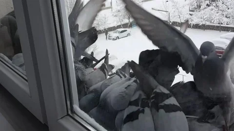 Bayburt’ta Güvercinler Pencerelere Akın Etti