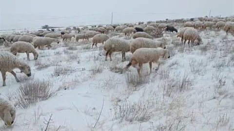 Sivas'ta Koyunlar Kar İçinde Kaldı