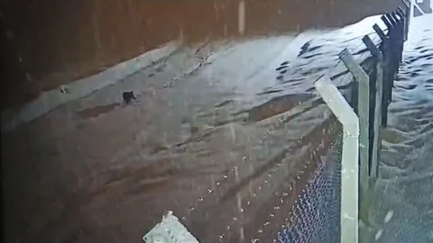 Kurtalan'da Köye İnen Kurt Görüntülendi