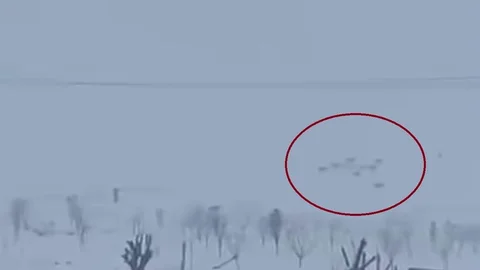 Diyarbakır'da Kurtlar Yerleşim Yerlerine İndi