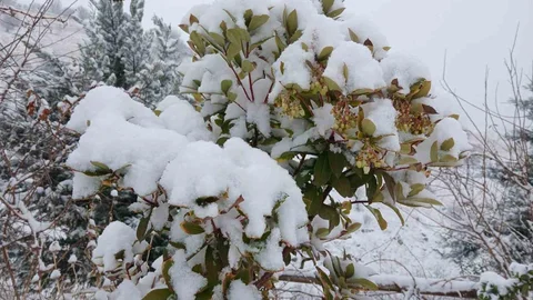 Pütürge'de Muhteşem Kar Manzaraları