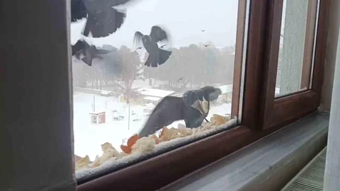 Tatvan’da Kuşlara Yardım Eli Uzandı