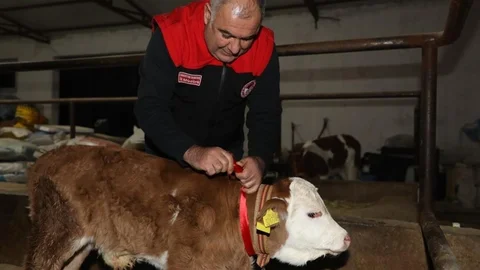 Elazığ'da Yılın İlk Buzağısı "Bereket" Oldu
