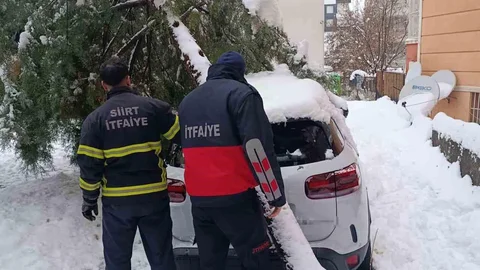 Siirt'te Çam Ağacı Devriildi