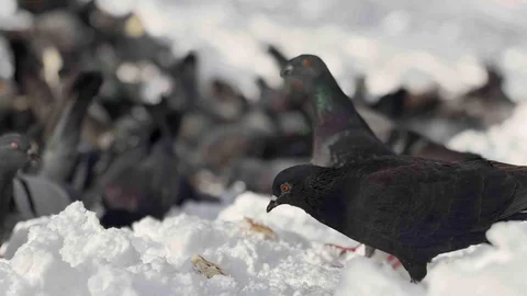 Düzce'de Güvercinlere Yardım Eli