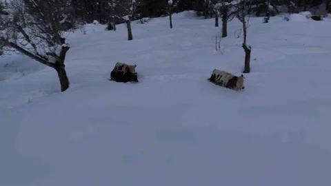 Karabük'te Büyükbaş Hayvanların Kar Mücadelesi