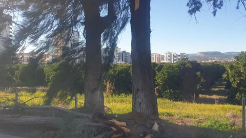 Mersin'de Şiddetli Rüzgar Sonrası Ağaç Devrildi