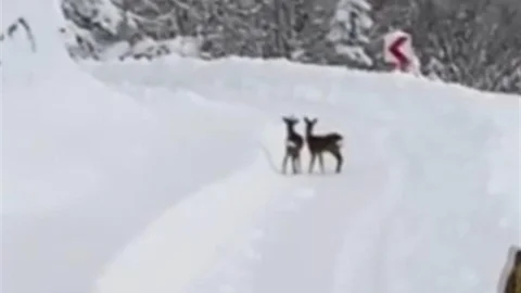 Sinop'ta Karacalarla Karşılaşma