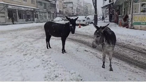 Diyarbakır'da Duyarlı Vatandaş Eşekleri Kurtardı