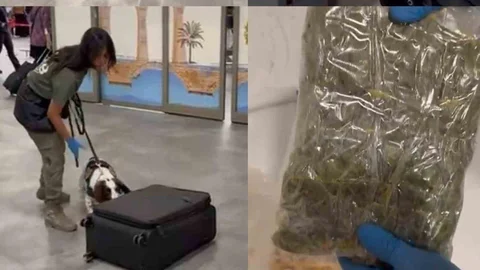 Çukurova Havalimanı'nda Şok Operasyon: Mısır Gevreği Kutularından 4,5 Kilo Esrar Çıktı